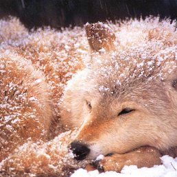 ���� ����� ���������, �����������, 54 ���� - ��������� 15 �������� 2016