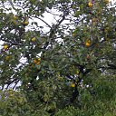 ���� ����, ������, 69 ��� - ��������� 11 ������ 2016 � ������ ���� ����������