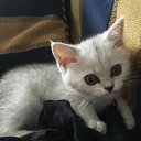 ���� Dima, �����-��������� - ��������� 11 ����� 2017 � ������ ���� ����������