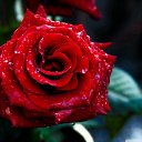 ���� ˸��, �������� - ��������� 24 ����� 2017 � ������ ���� ����������
