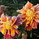 ���� �����, �����, 64 ���� - ��������� 22 ������� 2016 � ������ ������� ���������