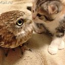 ���� Alehandro, ����������, 53 ���� - ��������� 19 ����� 2017 � ������ ������ ��������