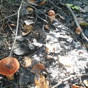 ���� �������, ������, 65 ��� - ��������� 11 �������� 2016 � ������ ������ ��������