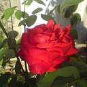 ���� ������, ��������, 50 ��� - ��������� 2 ������� 2017 � ������ �������