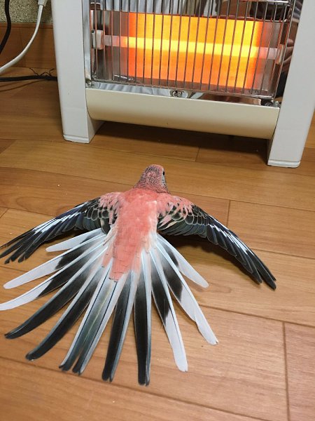 - ))))