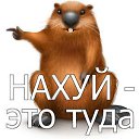 ���� �������@, ���������� - ��������� 13 ����� 2017 � ������ ������ ��������