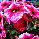  Sebastian, , 54  -  20  2017    