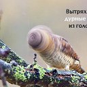 ���� ������, ����, 61 ��� - ��������� 29 ����� 2017 � ������ �������