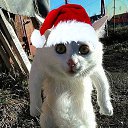 ���� ����., ���������, 49 ��� - ��������� 26 ������� 2016