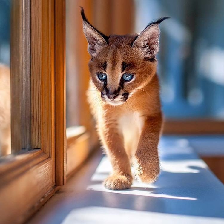  .#animal@travel.blog - 2