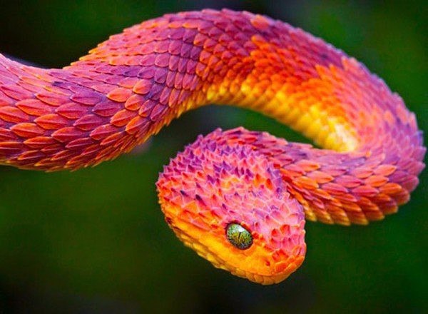  ,    - Bush Viper