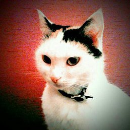 ����, ������