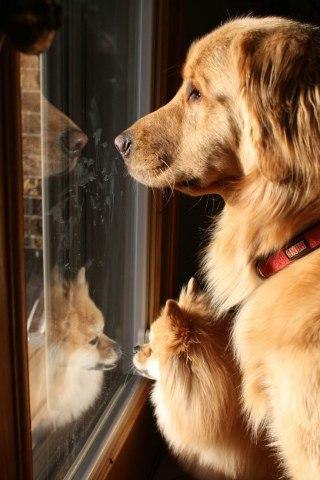 Так мало времени отпущено природой нашим любимцам, и большую его часть они ждут, когда мы вернемся ... - 3