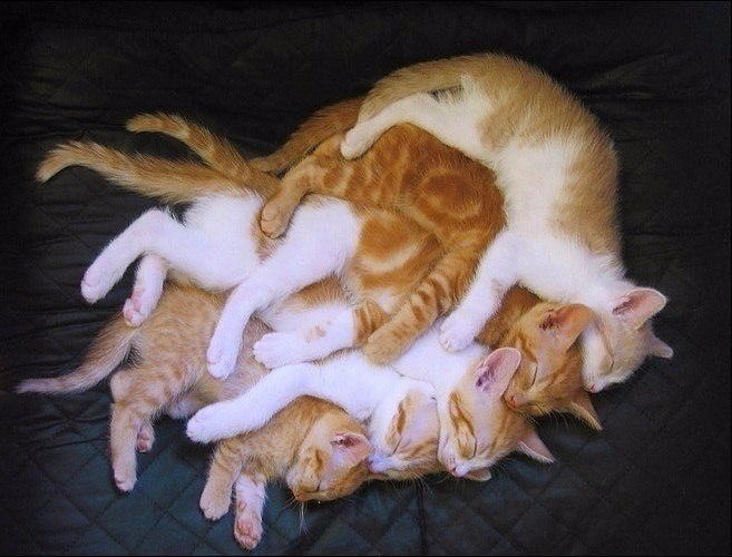     .#animal@travel.blog