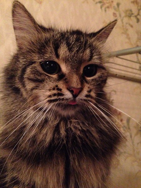 #Безкота_добро.Моя любимая кошка Муся)Подобрали мы её с улицы,когда она была совсем котёнком)Сейчас ...