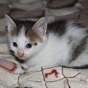 ���� ������, ������ �����, 33 ���� - ��������� 28 �������� 2016 � ������ ������ ��������