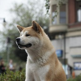 ���� ������, ������, 36 ��� - ��������� 12 ����� 2017