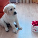 ���� ����, �������, 55 ��� - ��������� 13 ������� 2017 � ������ ���� �����