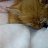  M@sh@, , 25  -  27  2016