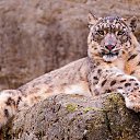 ���� !!!������!!!, �����������, 52 ���� - ��������� 8 ������� 2016 � ������ ���� ����������