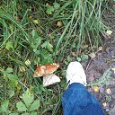  Alexander,  , 65  -  16  2016    