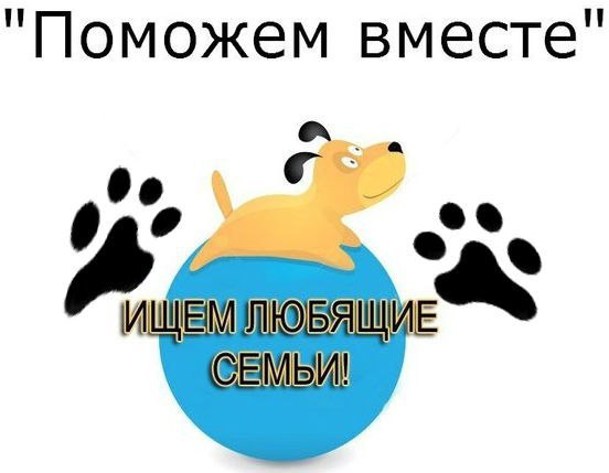 КАНЕ КОРСО ИЩЕТ ДОМ!!! Срочно пристраивается кобель Кане Корсо. 3 года. Сын Рамона Делла Порта ... - 2