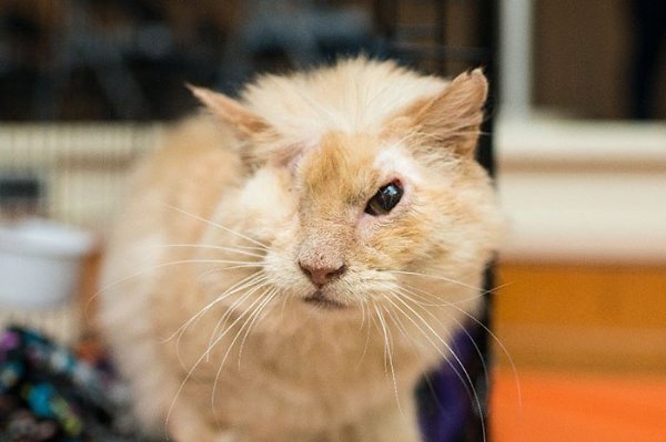 Нелюди намеренно пролили кислоту на морду доверчивого кота, который просто попросил у них еды. Кот ... - 6