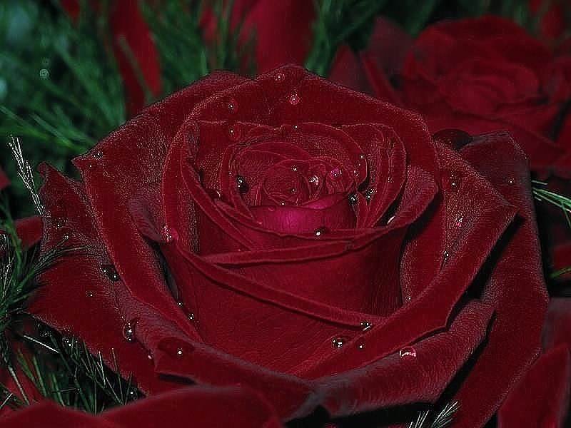 Эту розу я дарю каждой женщине , которая сейчас грустит... Не грусти.!!!......Ты умница , ты ...