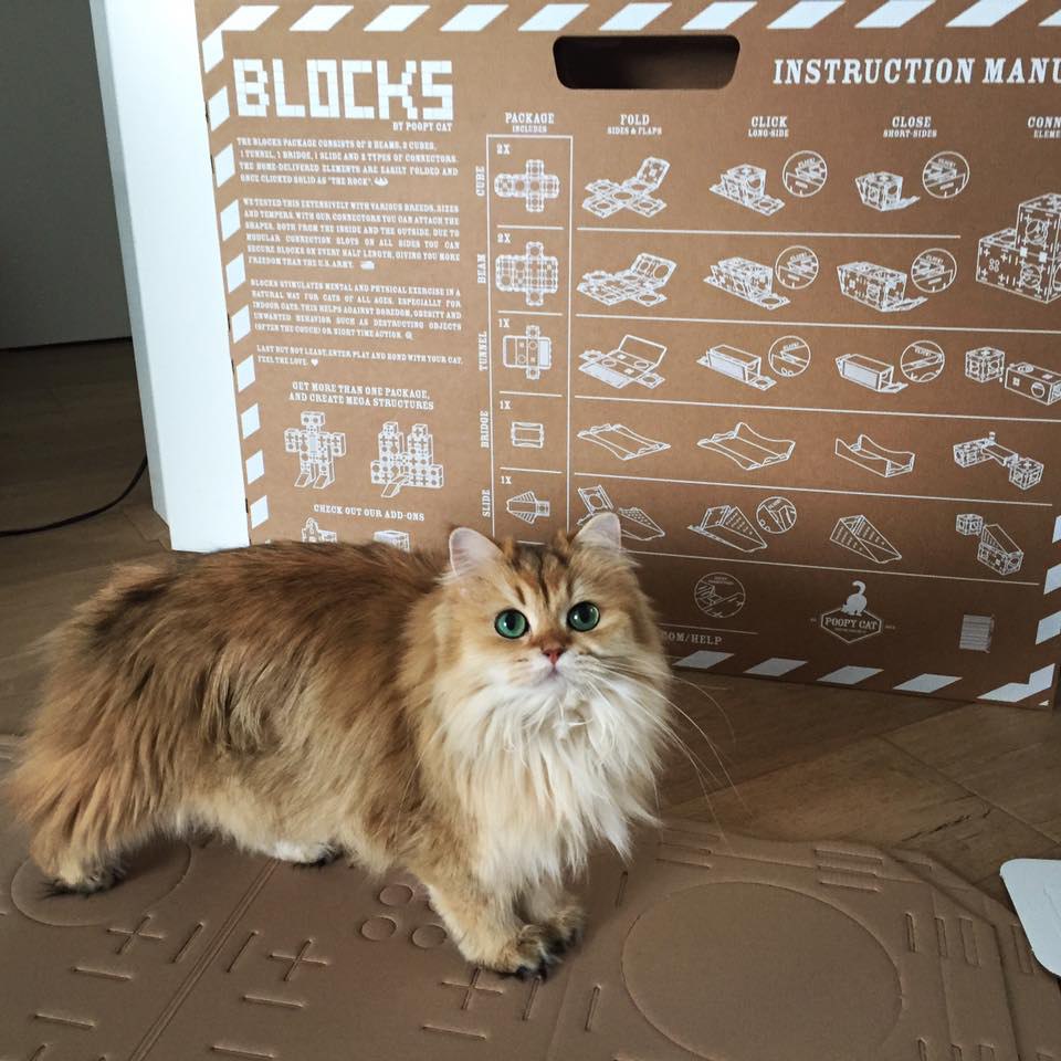 Smoothie the Cat Fan's - 30  2016  11:41