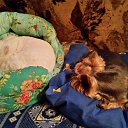 ���� �������, ������, 51 ��� - ��������� 11 ������� 2016 � ������ ����� 2016�