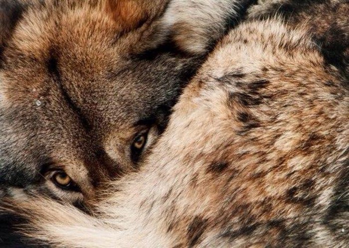 Он убегал… В него стреляли люди….Проваливаясь лапой в рыхлый снег, Волк твердо знал: спасения не ...