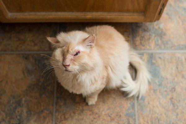 Нелюди намеренно пролили кислоту на морду доверчивого кота, который просто попросил у них еды. Кот ... - 4