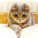 ���� �����, �����, 53 ���� - ��������� 9 ������ 2016 � ������ ���� ����������