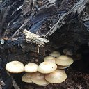  , , 50  -  29  2016    -   