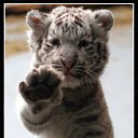 ������ �� ������� ���� ����������