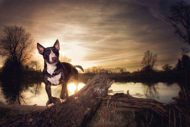 Английский бультерьер. - 7 февраля 2017 в 11:53