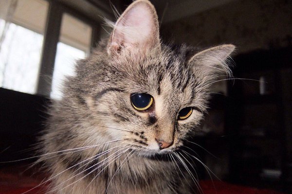 #Безкота_добро.Моя любимая кошка Муся)Подобрали мы её с улицы,когда она была совсем котёнком)Сейчас ... - 2