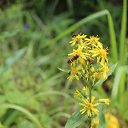 ��� �� - ������. �� ������� ���� ����������