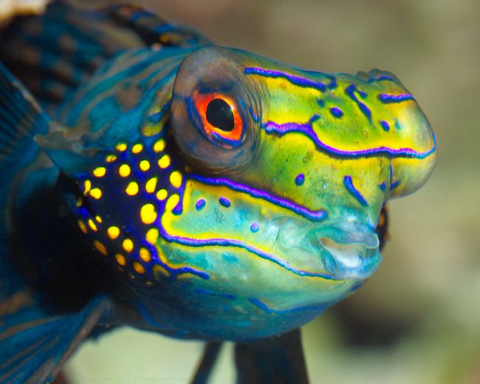  - , (. Synchiropus splendidus)  .    ...