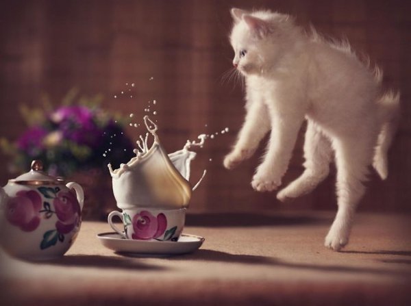 10 фотографий котов, сделанных в самый нужный момент. - 6