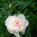 ���� �����, �������, 63 ���� - ��������� 3 ������ 2017 � ������ ���� ����������