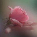 ���� �������, �����-���������, 51 ��� - ��������� 5 ������ 2016