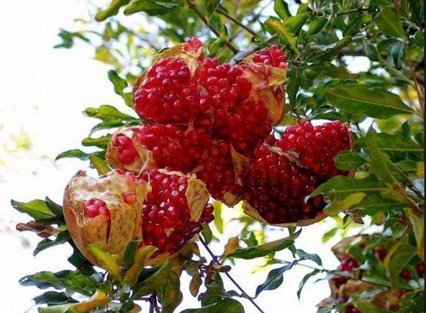 Вы когда-нибудь видели, как выглядит спелый гранат на ветке? Красота! - 3