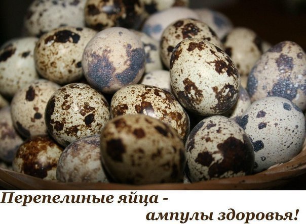 Перепелиные яйца - ампулы здоровья! Поскольку перепела имеют температуру тела 42 градуса, они ...