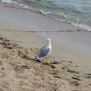 ���� ����, ��������, 52 ���� - ��������� 5 ������� 2016 � ������ ���� ����������