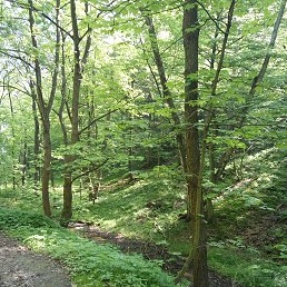 ���������, ������, 49 ���