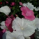 ���� �������, ���������, 55 ��� - ��������� 4 ������ 2017 � ������ ������ ��������