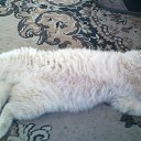 ���� Kirill, ������, 43 ���� - ��������� 20 ������ 2016 � ������ ������ ��������