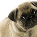 ���� ��������, �����-���������, 67 ��� - ��������� 12 ������ 2017