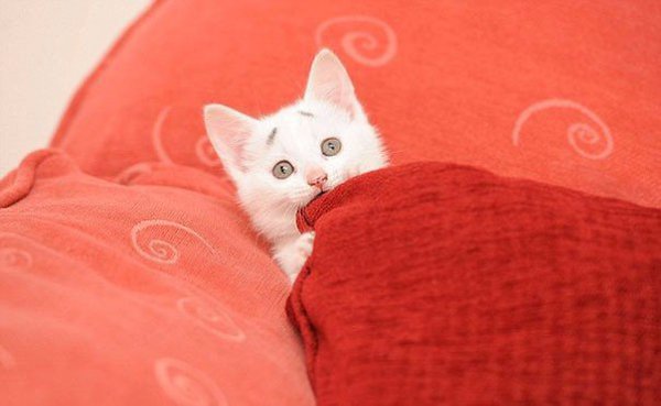 Когда рисует сама природа.Этот 8-месячный котенок всегда выглядит немного встревоженным... благодаря ... - 2